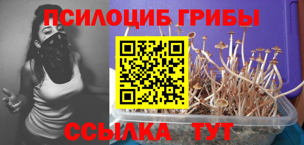 Галлюциногенные грибы Psilocybine cubensis Гатчина